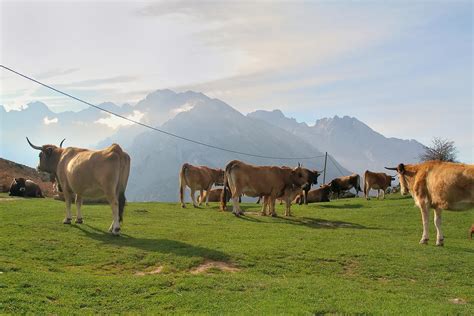 prados de pasto en asturias baratos|El prado asturiano: tesoro natural en asturias.